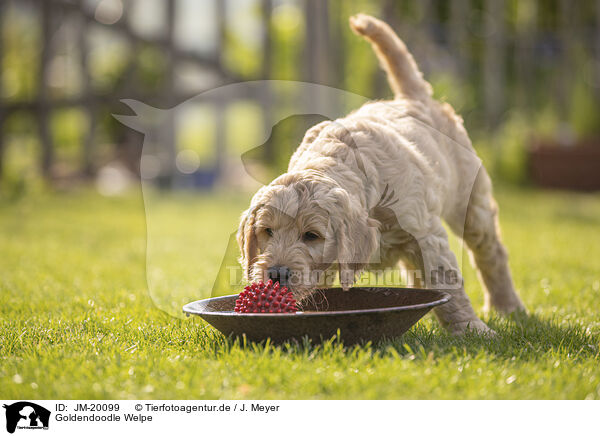 Goldendoodle Welpe / Goldendoodle Puppy / JM-20099