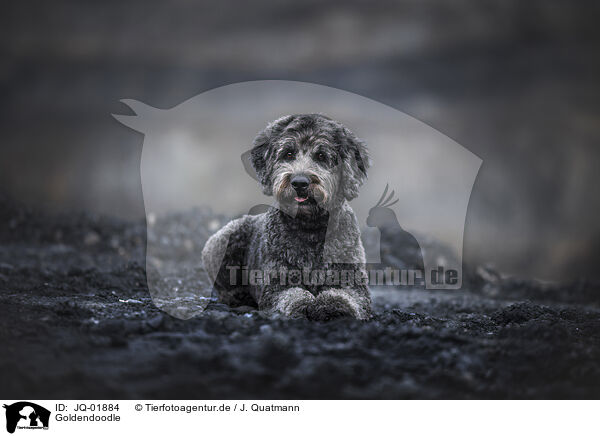 Goldendoodle / Goldendoodle / JQ-01884