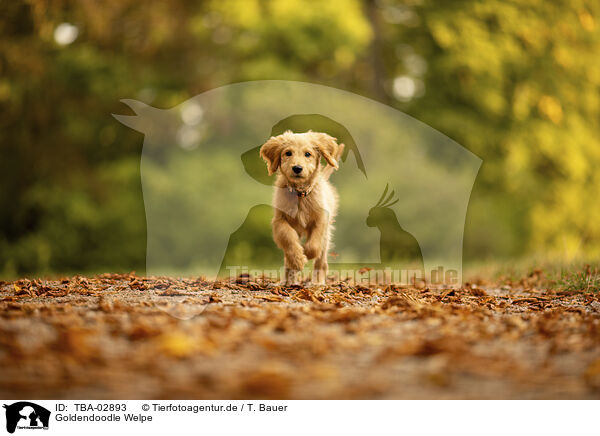 Goldendoodle Welpe / Goldendoodle Puppy / TBA-02893