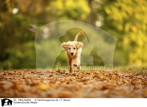 Goldendoodle Welpe / Goldendoodle Puppy / TBA-02894