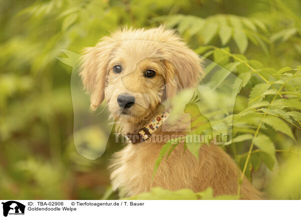 Goldendoodle Welpe / TBA-02906