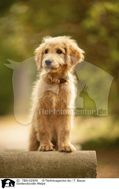 Goldendoodle Welpe / TBA-02909