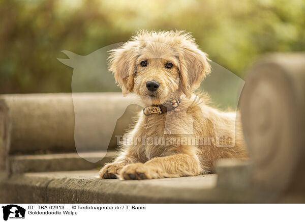 Goldendoodle Welpe / Goldendoodle Puppy / TBA-02913