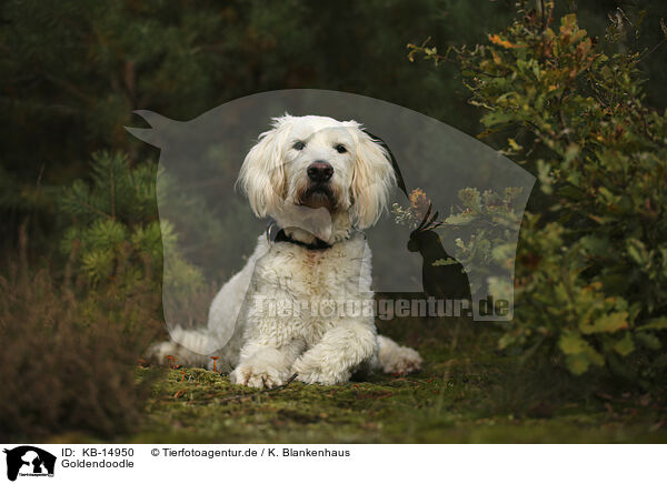 Goldendoodle / Goldendoodle / KB-14950