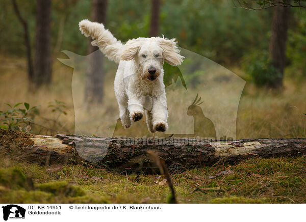 Goldendoodle / Goldendoodle / KB-14951