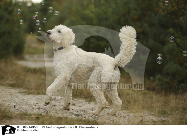 Goldendoodle / KB-14953