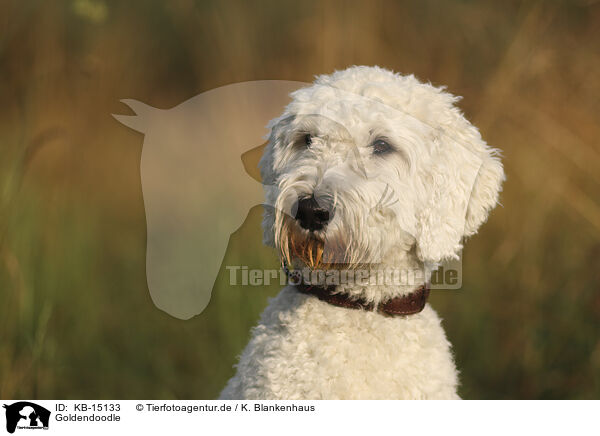 Goldendoodle / Goldendoodle / KB-15133
