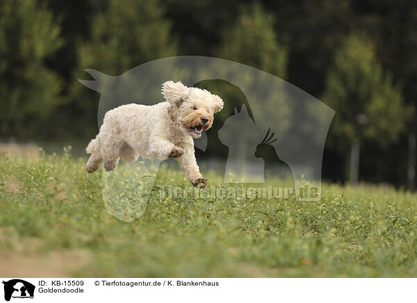 Goldendoodle / Goldendoodle / KB-15509