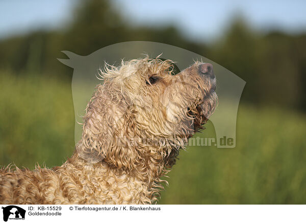 Goldendoodle / Goldendoodle / KB-15529