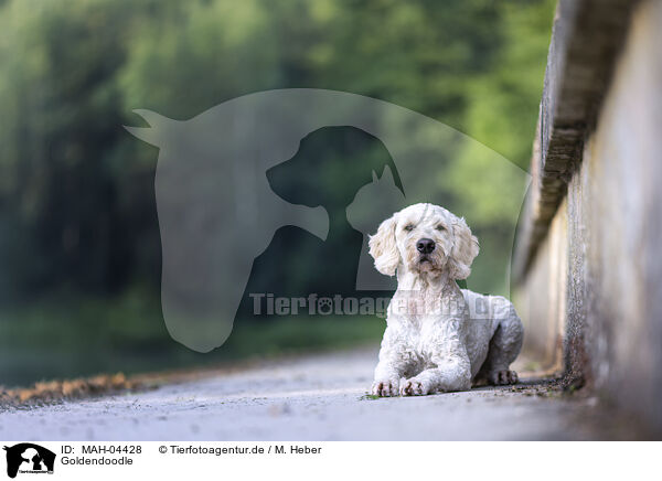 Goldendoodle / Goldendoodle / MAH-04428