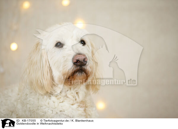 Goldendoodle in Weihnachtsdeko / Goldendoodle in christmas decoration / KB-17055