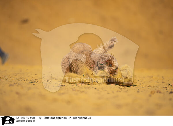 Goldendoodle / Goldendoodle / KB-17608