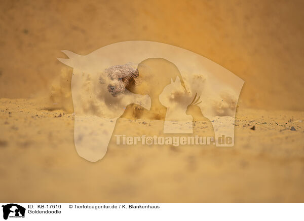 Goldendoodle / Goldendoodle / KB-17610