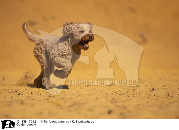 Goldendoodle / Goldendoodle / KB-17612