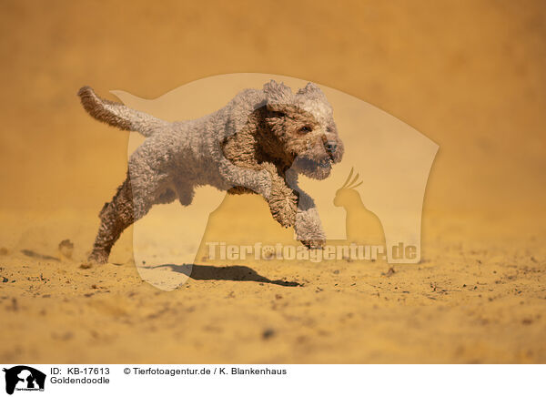 Goldendoodle / Goldendoodle / KB-17613