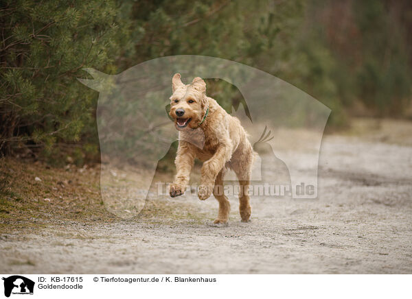 Goldendoodle / Goldendoodle / KB-17615