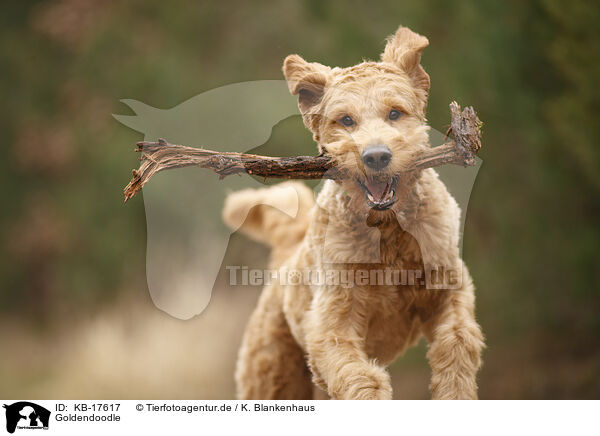 Goldendoodle / Goldendoodle / KB-17617