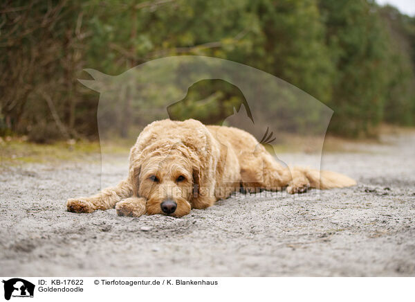 Goldendoodle / Goldendoodle / KB-17622
