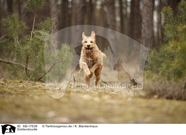 Goldendoodle / Goldendoodle / KB-17636
