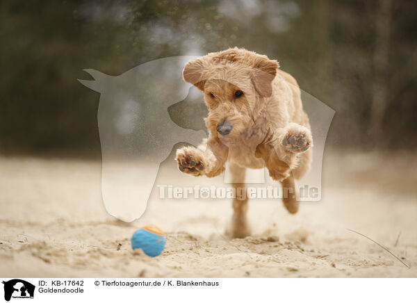 Goldendoodle / Goldendoodle / KB-17642