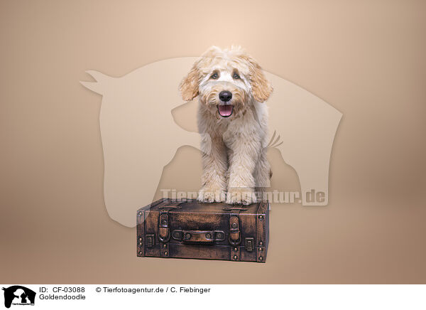 Goldendoodle / Goldendoodle / CF-03088