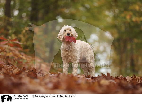 Goldendoodle / Goldendoodle / KB-18436