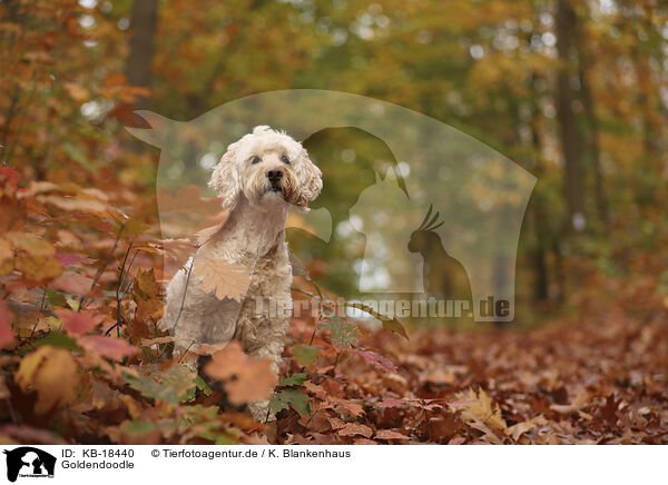 Goldendoodle / Goldendoodle / KB-18440