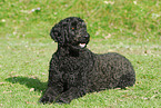 liegender Goldendoodle