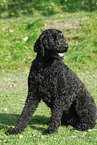 sitzender Goldendoodle