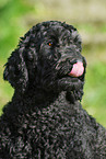 Goldendoodle Portrait