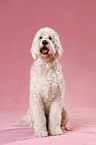 Goldendoodle