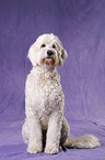 Goldendoodle