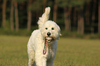 spielender Goldendoodle