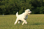 rennender Goldendoodle