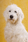 Goldendoodle Portrait