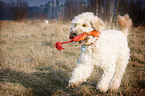 spielender Goldendoodle