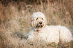 liegender Goldendoodle