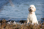 sitzender Goldendoodle