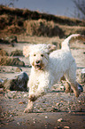 rennender Goldendoodle