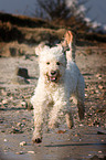 rennender Goldendoodle