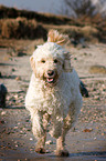 rennender Goldendoodle