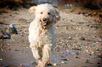 rennender Goldendoodle