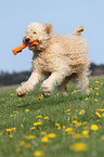 spielender Goldendoodle