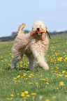 spielender Goldendoodle