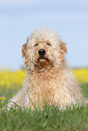 liegender Goldendoodle