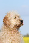 Goldendoodle Profil