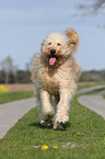 rennender Goldendoodle