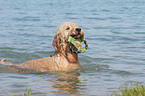 spielender Goldendoodle