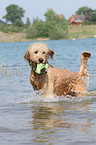 spielender Goldendoodle