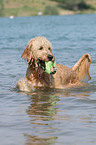 spielender Goldendoodle